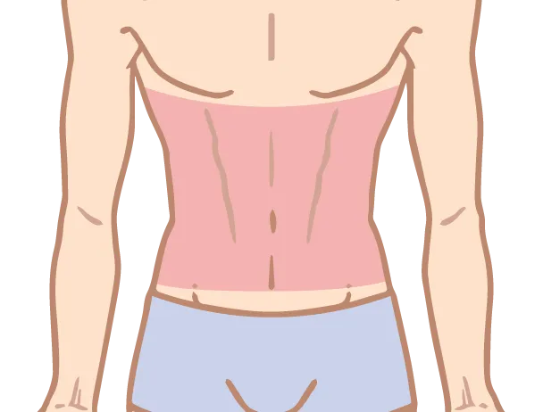 腹部