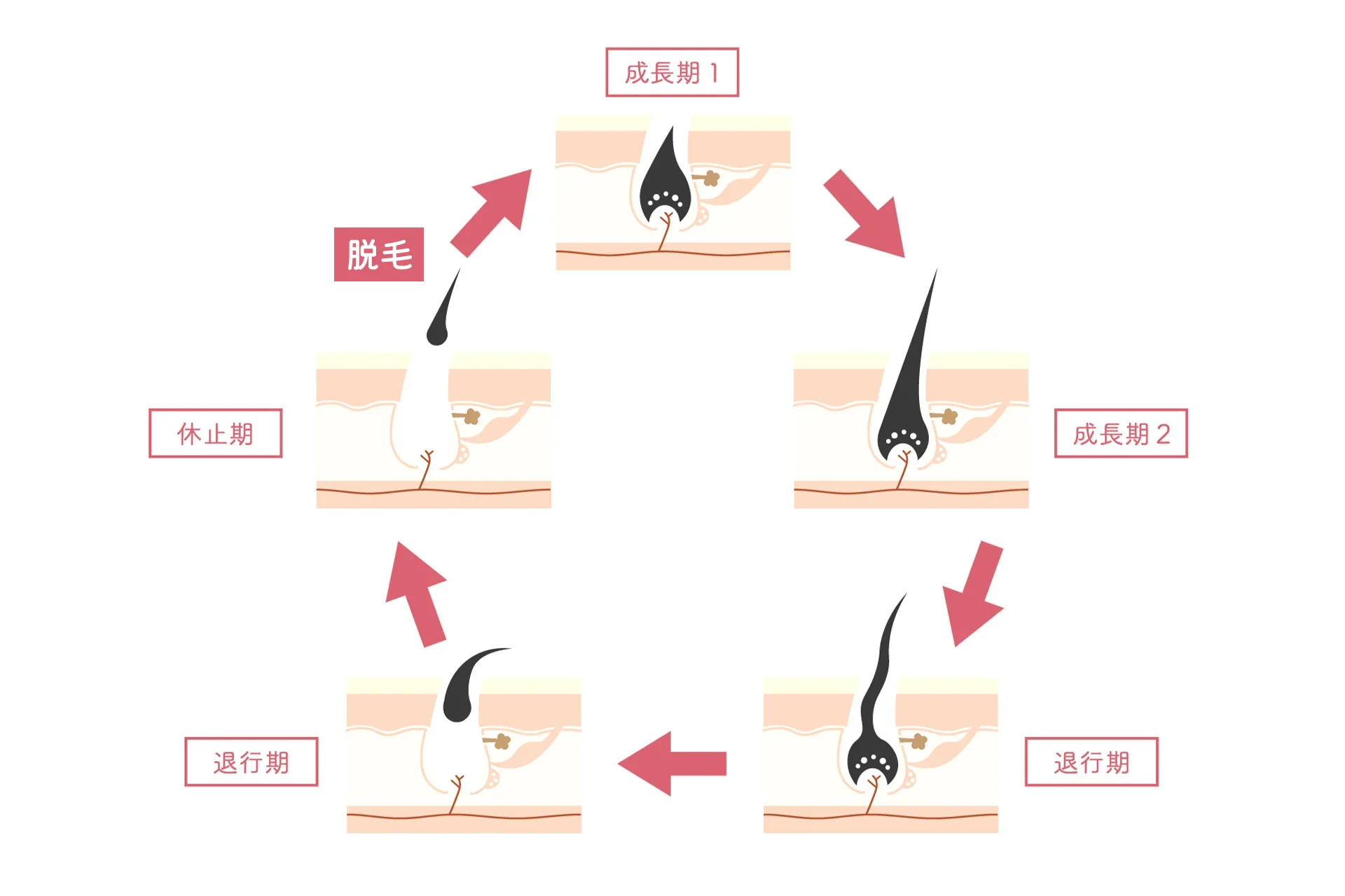 AGAと関係が深い「毛周期(ヘアサイクル)」